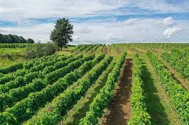 biuro turystyczne Szklarska Poręba, wycieczki praga, wycieczki z przewodnikiem, usługi przewozowe, wycieczki szklarska poręba praga, wycieczki skalne miasto, wycieczki drezno, noclegi, hotele, pensjonaty, miśnia, wiedeń, saksonia, wycieczki jednodniowe karkonosze, wynajem autokarów, busów, sklep regionalny, keukenhof 2024, keukenhof holandia, ogród keukenhof, holandia 2024, wycieczka do pragi, biura szklarska poreba opinie, najlepsze biuro turystytyczne, najlepsze biuro podróży szklarska, wycieczki jednodniowe ze Szklarskiej, wycieczki kilkudniowe, wycieczka ze szklarskiej poręby, holiday park, kulig w szklarskiej porebie, kulig szklarska, kulig karkonosze, wycieczki rodzinne, transport, przewozy