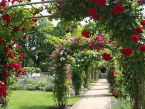 biuro turystyczne szklarska poręba, biuro podróży szklarska poręba, lato, ogród, róże, wycieczki niemcy, wycieczki z przewodnikiem, usługi przewozowe, wycieczki szklarska poręba praga, wycieczki skalne miasto, wycieczki drezno, wycieczki saksonia szklarska poreba, noclegi, hotele, pensjonaty, miśnia, wiedeń, szwajcaria saksońska, saksonia, wycieczki jednodniowe szklarska poreba, karkonosze, wynajem autokarów, busów, sklep regionalny, keukenhof, keukenhof holandia, ogród keukenhof, holandia amsterdam polska, wycieczka do pragi, biura szklarska poreba opinie, najlepsze biuro turystytyczne, najlepsze biuro podróży szklarska, wycieczki jednodniowe ze szklarskiej, wycieczki kilkudniowe, wycieczka z wrocławia, holiday park, wycieczki rodzinne, transport, przewozy